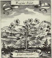 Picture 150 of 593 from Viridarium Reformatum, Seu Regnum Vegetabile, Das ist: Neu-eingerichtetes und Vollständiges Kräuter-Buch: Worinnen auff noch nicht geschehene Weise Derer Vegetabilien, als Kräutern, Sträuchen, Bäumen, Bluhmen und anderer Erd-Gewachsen Art, Krafft und Würckung dergestalt beschrieben werden, daß man dieses Werck statt einer Botanischen Bibliothec haben ... kan (1719), leaf 438