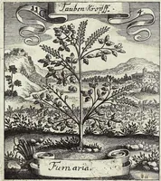 Picture 151 of 593 from Viridarium Reformatum, Seu Regnum Vegetabile, Das ist: Neu-eingerichtetes und Vollständiges Kräuter-Buch: Worinnen auff noch nicht geschehene Weise Derer Vegetabilien, als Kräutern, Sträuchen, Bäumen, Bluhmen und anderer Erd-Gewachsen Art, Krafft und Würckung dergestalt beschrieben werden, daß man dieses Werck statt einer Botanischen Bibliothec haben ... kan (1719), leaf 440