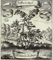 Picture 152 of 593 from Viridarium Reformatum, Seu Regnum Vegetabile, Das ist: Neu-eingerichtetes und Vollständiges Kräuter-Buch: Worinnen auff noch nicht geschehene Weise Derer Vegetabilien, als Kräutern, Sträuchen, Bäumen, Bluhmen und anderer Erd-Gewachsen Art, Krafft und Würckung dergestalt beschrieben werden, daß man dieses Werck statt einer Botanischen Bibliothec haben ... kan (1719), leaf 442
