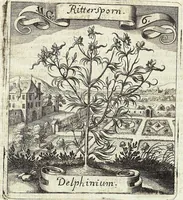 Picture 153 of 593 from Viridarium Reformatum, Seu Regnum Vegetabile, Das ist: Neu-eingerichtetes und Vollständiges Kräuter-Buch: Worinnen auff noch nicht geschehene Weise Derer Vegetabilien, als Kräutern, Sträuchen, Bäumen, Bluhmen und anderer Erd-Gewachsen Art, Krafft und Würckung dergestalt beschrieben werden, daß man dieses Werck statt einer Botanischen Bibliothec haben ... kan (1719), leaf 445