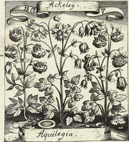Picture 154 of 593 from Viridarium Reformatum, Seu Regnum Vegetabile, Das ist: Neu-eingerichtetes und Vollständiges Kräuter-Buch: Worinnen auff noch nicht geschehene Weise Derer Vegetabilien, als Kräutern, Sträuchen, Bäumen, Bluhmen und anderer Erd-Gewachsen Art, Krafft und Würckung dergestalt beschrieben werden, daß man dieses Werck statt einer Botanischen Bibliothec haben ... kan (1719), leaf 447