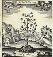 Picture 7 of 593 from Viridarium Reformatum, Seu Regnum Vegetabile, Das ist: Neu-eingerichtetes und Vollständiges Kräuter-Buch: Worinnen auff noch nicht geschehene Weise Derer Vegetabilien, als Kräutern, Sträuchen, Bäumen, Bluhmen und anderer Erd-Gewachsen Art, Krafft und Würckung dergestalt beschrieben werden, daß man dieses Werck statt einer Botanischen Bibliothec haben ... kan (1719), leaf 45