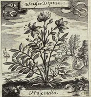 Picture 155 of 593 from Viridarium Reformatum, Seu Regnum Vegetabile, Das ist: Neu-eingerichtetes und Vollständiges Kräuter-Buch: Worinnen auff noch nicht geschehene Weise Derer Vegetabilien, als Kräutern, Sträuchen, Bäumen, Bluhmen und anderer Erd-Gewachsen Art, Krafft und Würckung dergestalt beschrieben werden, daß man dieses Werck statt einer Botanischen Bibliothec haben ... kan (1719), leaf 450