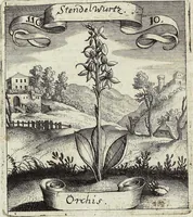 Picture 157 of 593 from Viridarium Reformatum, Seu Regnum Vegetabile, Das ist: Neu-eingerichtetes und Vollständiges Kräuter-Buch: Worinnen auff noch nicht geschehene Weise Derer Vegetabilien, als Kräutern, Sträuchen, Bäumen, Bluhmen und anderer Erd-Gewachsen Art, Krafft und Würckung dergestalt beschrieben werden, daß man dieses Werck statt einer Botanischen Bibliothec haben ... kan (1719), leaf 454