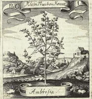 Picture 158 of 593 from Viridarium Reformatum, Seu Regnum Vegetabile, Das ist: Neu-eingerichtetes und Vollständiges Kräuter-Buch: Worinnen auff noch nicht geschehene Weise Derer Vegetabilien, als Kräutern, Sträuchen, Bäumen, Bluhmen und anderer Erd-Gewachsen Art, Krafft und Würckung dergestalt beschrieben werden, daß man dieses Werck statt einer Botanischen Bibliothec haben ... kan (1719), leaf 459