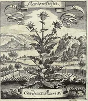 Picture 159 of 593 from Viridarium Reformatum, Seu Regnum Vegetabile, Das ist: Neu-eingerichtetes und Vollständiges Kräuter-Buch: Worinnen auff noch nicht geschehene Weise Derer Vegetabilien, als Kräutern, Sträuchen, Bäumen, Bluhmen und anderer Erd-Gewachsen Art, Krafft und Würckung dergestalt beschrieben werden, daß man dieses Werck statt einer Botanischen Bibliothec haben ... kan (1719), leaf 461