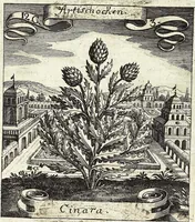 Picture 160 of 593 from Viridarium Reformatum, Seu Regnum Vegetabile, Das ist: Neu-eingerichtetes und Vollständiges Kräuter-Buch: Worinnen auff noch nicht geschehene Weise Derer Vegetabilien, als Kräutern, Sträuchen, Bäumen, Bluhmen und anderer Erd-Gewachsen Art, Krafft und Würckung dergestalt beschrieben werden, daß man dieses Werck statt einer Botanischen Bibliothec haben ... kan (1719), leaf 463