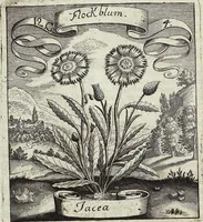 Picture 161 of 593 from Viridarium Reformatum, Seu Regnum Vegetabile, Das ist: Neu-eingerichtetes und Vollständiges Kräuter-Buch: Worinnen auff noch nicht geschehene Weise Derer Vegetabilien, als Kräutern, Sträuchen, Bäumen, Bluhmen und anderer Erd-Gewachsen Art, Krafft und Würckung dergestalt beschrieben werden, daß man dieses Werck statt einer Botanischen Bibliothec haben ... kan (1719), leaf 466