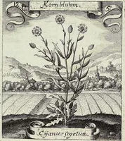 Picture 162 of 593 from Viridarium Reformatum, Seu Regnum Vegetabile, Das ist: Neu-eingerichtetes und Vollständiges Kräuter-Buch: Worinnen auff noch nicht geschehene Weise Derer Vegetabilien, als Kräutern, Sträuchen, Bäumen, Bluhmen und anderer Erd-Gewachsen Art, Krafft und Würckung dergestalt beschrieben werden, daß man dieses Werck statt einer Botanischen Bibliothec haben ... kan (1719), leaf 468