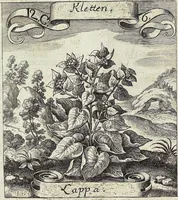 Picture 163 of 593 from Viridarium Reformatum, Seu Regnum Vegetabile, Das ist: Neu-eingerichtetes und Vollständiges Kräuter-Buch: Worinnen auff noch nicht geschehene Weise Derer Vegetabilien, als Kräutern, Sträuchen, Bäumen, Bluhmen und anderer Erd-Gewachsen Art, Krafft und Würckung dergestalt beschrieben werden, daß man dieses Werck statt einer Botanischen Bibliothec haben ... kan (1719), leaf 470