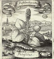 Picture 164 of 593 from Viridarium Reformatum, Seu Regnum Vegetabile, Das ist: Neu-eingerichtetes und Vollständiges Kräuter-Buch: Worinnen auff noch nicht geschehene Weise Derer Vegetabilien, als Kräutern, Sträuchen, Bäumen, Bluhmen und anderer Erd-Gewachsen Art, Krafft und Würckung dergestalt beschrieben werden, daß man dieses Werck statt einer Botanischen Bibliothec haben ... kan (1719), leaf 473