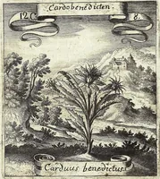 Picture 165 of 593 from Viridarium Reformatum, Seu Regnum Vegetabile, Das ist: Neu-eingerichtetes und Vollständiges Kräuter-Buch: Worinnen auff noch nicht geschehene Weise Derer Vegetabilien, als Kräutern, Sträuchen, Bäumen, Bluhmen und anderer Erd-Gewachsen Art, Krafft und Würckung dergestalt beschrieben werden, daß man dieses Werck statt einer Botanischen Bibliothec haben ... kan (1719), leaf 475