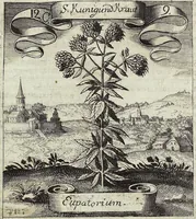 Picture 166 of 593 from Viridarium Reformatum, Seu Regnum Vegetabile, Das ist: Neu-eingerichtetes und Vollständiges Kräuter-Buch: Worinnen auff noch nicht geschehene Weise Derer Vegetabilien, als Kräutern, Sträuchen, Bäumen, Bluhmen und anderer Erd-Gewachsen Art, Krafft und Würckung dergestalt beschrieben werden, daß man dieses Werck statt einer Botanischen Bibliothec haben ... kan (1719), leaf 478
