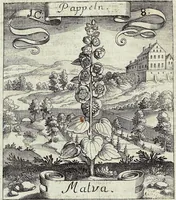 Picture 8 of 593 from Viridarium Reformatum, Seu Regnum Vegetabile, Das ist: Neu-eingerichtetes und Vollständiges Kräuter-Buch: Worinnen auff noch nicht geschehene Weise Derer Vegetabilien, als Kräutern, Sträuchen, Bäumen, Bluhmen und anderer Erd-Gewachsen Art, Krafft und Würckung dergestalt beschrieben werden, daß man dieses Werck statt einer Botanischen Bibliothec haben ... kan (1719), leaf 48