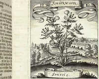 Picture 167 of 593 from Viridarium Reformatum, Seu Regnum Vegetabile, Das ist: Neu-eingerichtetes und Vollständiges Kräuter-Buch: Worinnen auff noch nicht geschehene Weise Derer Vegetabilien, als Kräutern, Sträuchen, Bäumen, Bluhmen und anderer Erd-Gewachsen Art, Krafft und Würckung dergestalt beschrieben werden, daß man dieses Werck statt einer Botanischen Bibliothec haben ... kan (1719), leaf 481