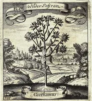 Picture 168 of 593 from Viridarium Reformatum, Seu Regnum Vegetabile, Das ist: Neu-eingerichtetes und Vollständiges Kräuter-Buch: Worinnen auff noch nicht geschehene Weise Derer Vegetabilien, als Kräutern, Sträuchen, Bäumen, Bluhmen und anderer Erd-Gewachsen Art, Krafft und Würckung dergestalt beschrieben werden, daß man dieses Werck statt einer Botanischen Bibliothec haben ... kan (1719), leaf 483