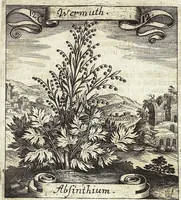 Picture 169 of 593 from Viridarium Reformatum, Seu Regnum Vegetabile, Das ist: Neu-eingerichtetes und Vollständiges Kräuter-Buch: Worinnen auff noch nicht geschehene Weise Derer Vegetabilien, als Kräutern, Sträuchen, Bäumen, Bluhmen und anderer Erd-Gewachsen Art, Krafft und Würckung dergestalt beschrieben werden, daß man dieses Werck statt einer Botanischen Bibliothec haben ... kan (1719), leaf 485