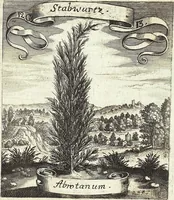 Picture 170 of 593 from Viridarium Reformatum, Seu Regnum Vegetabile, Das ist: Neu-eingerichtetes und Vollständiges Kräuter-Buch: Worinnen auff noch nicht geschehene Weise Derer Vegetabilien, als Kräutern, Sträuchen, Bäumen, Bluhmen und anderer Erd-Gewachsen Art, Krafft und Würckung dergestalt beschrieben werden, daß man dieses Werck statt einer Botanischen Bibliothec haben ... kan (1719), leaf 487
