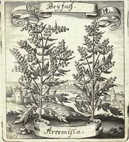 Picture 171 of 593 from Viridarium Reformatum, Seu Regnum Vegetabile, Das ist: Neu-eingerichtetes und Vollständiges Kräuter-Buch: Worinnen auff noch nicht geschehene Weise Derer Vegetabilien, als Kräutern, Sträuchen, Bäumen, Bluhmen und anderer Erd-Gewachsen Art, Krafft und Würckung dergestalt beschrieben werden, daß man dieses Werck statt einer Botanischen Bibliothec haben ... kan (1719), leaf 489