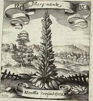 Picture 172 of 593 from Viridarium Reformatum, Seu Regnum Vegetabile, Das ist: Neu-eingerichtetes und Vollständiges Kräuter-Buch: Worinnen auff noch nicht geschehene Weise Derer Vegetabilien, als Kräutern, Sträuchen, Bäumen, Bluhmen und anderer Erd-Gewachsen Art, Krafft und Würckung dergestalt beschrieben werden, daß man dieses Werck statt einer Botanischen Bibliothec haben ... kan (1719), leaf 492