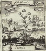 Picture 173 of 593 from Viridarium Reformatum, Seu Regnum Vegetabile, Das ist: Neu-eingerichtetes und Vollständiges Kräuter-Buch: Worinnen auff noch nicht geschehene Weise Derer Vegetabilien, als Kräutern, Sträuchen, Bäumen, Bluhmen und anderer Erd-Gewachsen Art, Krafft und Würckung dergestalt beschrieben werden, daß man dieses Werck statt einer Botanischen Bibliothec haben ... kan (1719), leaf 494