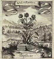 Picture 174 of 593 from Viridarium Reformatum, Seu Regnum Vegetabile, Das ist: Neu-eingerichtetes und Vollständiges Kräuter-Buch: Worinnen auff noch nicht geschehene Weise Derer Vegetabilien, als Kräutern, Sträuchen, Bäumen, Bluhmen und anderer Erd-Gewachsen Art, Krafft und Würckung dergestalt beschrieben werden, daß man dieses Werck statt einer Botanischen Bibliothec haben ... kan (1719), leaf 496