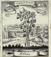 Picture 9 of 593 from Viridarium Reformatum, Seu Regnum Vegetabile, Das ist: Neu-eingerichtetes und Vollständiges Kräuter-Buch: Worinnen auff noch nicht geschehene Weise Derer Vegetabilien, als Kräutern, Sträuchen, Bäumen, Bluhmen und anderer Erd-Gewachsen Art, Krafft und Würckung dergestalt beschrieben werden, daß man dieses Werck statt einer Botanischen Bibliothec haben ... kan (1719), leaf 50