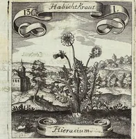 Picture 175 of 593 from Viridarium Reformatum, Seu Regnum Vegetabile, Das ist: Neu-eingerichtetes und Vollständiges Kräuter-Buch: Worinnen auff noch nicht geschehene Weise Derer Vegetabilien, als Kräutern, Sträuchen, Bäumen, Bluhmen und anderer Erd-Gewachsen Art, Krafft und Würckung dergestalt beschrieben werden, daß man dieses Werck statt einer Botanischen Bibliothec haben ... kan (1719), leaf 500