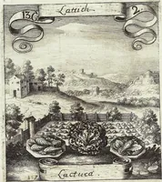 Picture 176 of 593 from Viridarium Reformatum, Seu Regnum Vegetabile, Das ist: Neu-eingerichtetes und Vollständiges Kräuter-Buch: Worinnen auff noch nicht geschehene Weise Derer Vegetabilien, als Kräutern, Sträuchen, Bäumen, Bluhmen und anderer Erd-Gewachsen Art, Krafft und Würckung dergestalt beschrieben werden, daß man dieses Werck statt einer Botanischen Bibliothec haben ... kan (1719), leaf 504