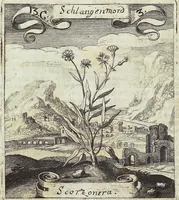 Picture 177 of 593 from Viridarium Reformatum, Seu Regnum Vegetabile, Das ist: Neu-eingerichtetes und Vollständiges Kräuter-Buch: Worinnen auff noch nicht geschehene Weise Derer Vegetabilien, als Kräutern, Sträuchen, Bäumen, Bluhmen und anderer Erd-Gewachsen Art, Krafft und Würckung dergestalt beschrieben werden, daß man dieses Werck statt einer Botanischen Bibliothec haben ... kan (1719), leaf 508