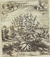 Picture 178 of 593 from Viridarium Reformatum, Seu Regnum Vegetabile, Das ist: Neu-eingerichtetes und Vollständiges Kräuter-Buch: Worinnen auff noch nicht geschehene Weise Derer Vegetabilien, als Kräutern, Sträuchen, Bäumen, Bluhmen und anderer Erd-Gewachsen Art, Krafft und Würckung dergestalt beschrieben werden, daß man dieses Werck statt einer Botanischen Bibliothec haben ... kan (1719), leaf 510