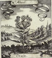 Picture 180 of 593 from Viridarium Reformatum, Seu Regnum Vegetabile, Das ist: Neu-eingerichtetes und Vollständiges Kräuter-Buch: Worinnen auff noch nicht geschehene Weise Derer Vegetabilien, als Kräutern, Sträuchen, Bäumen, Bluhmen und anderer Erd-Gewachsen Art, Krafft und Würckung dergestalt beschrieben werden, daß man dieses Werck statt einer Botanischen Bibliothec haben ... kan (1719), leaf 516