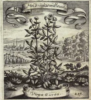 Picture 181 of 593 from Viridarium Reformatum, Seu Regnum Vegetabile, Das ist: Neu-eingerichtetes und Vollständiges Kräuter-Buch: Worinnen auff noch nicht geschehene Weise Derer Vegetabilien, als Kräutern, Sträuchen, Bäumen, Bluhmen und anderer Erd-Gewachsen Art, Krafft und Würckung dergestalt beschrieben werden, daß man dieses Werck statt einer Botanischen Bibliothec haben ... kan (1719), leaf 518