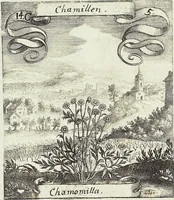 Picture 182 of 593 from Viridarium Reformatum, Seu Regnum Vegetabile, Das ist: Neu-eingerichtetes und Vollständiges Kräuter-Buch: Worinnen auff noch nicht geschehene Weise Derer Vegetabilien, als Kräutern, Sträuchen, Bäumen, Bluhmen und anderer Erd-Gewachsen Art, Krafft und Würckung dergestalt beschrieben werden, daß man dieses Werck statt einer Botanischen Bibliothec haben ... kan (1719), leaf 524