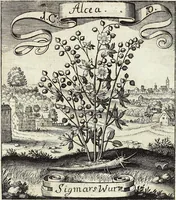 Picture 10 of 593 from Viridarium Reformatum, Seu Regnum Vegetabile, Das ist: Neu-eingerichtetes und Vollständiges Kräuter-Buch: Worinnen auff noch nicht geschehene Weise Derer Vegetabilien, als Kräutern, Sträuchen, Bäumen, Bluhmen und anderer Erd-Gewachsen Art, Krafft und Würckung dergestalt beschrieben werden, daß man dieses Werck statt einer Botanischen Bibliothec haben ... kan (1719), leaf 53
