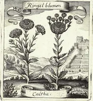 Picture 183 of 593 from Viridarium Reformatum, Seu Regnum Vegetabile, Das ist: Neu-eingerichtetes und Vollständiges Kräuter-Buch: Worinnen auff noch nicht geschehene Weise Derer Vegetabilien, als Kräutern, Sträuchen, Bäumen, Bluhmen und anderer Erd-Gewachsen Art, Krafft und Würckung dergestalt beschrieben werden, daß man dieses Werck statt einer Botanischen Bibliothec haben ... kan (1719), leaf 531