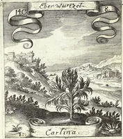 Picture 184 of 593 from Viridarium Reformatum, Seu Regnum Vegetabile, Das ist: Neu-eingerichtetes und Vollständiges Kräuter-Buch: Worinnen auff noch nicht geschehene Weise Derer Vegetabilien, als Kräutern, Sträuchen, Bäumen, Bluhmen und anderer Erd-Gewachsen Art, Krafft und Würckung dergestalt beschrieben werden, daß man dieses Werck statt einer Botanischen Bibliothec haben ... kan (1719), leaf 533