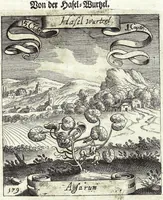 Picture 186 of 593 from Viridarium Reformatum, Seu Regnum Vegetabile, Das ist: Neu-eingerichtetes und Vollständiges Kräuter-Buch: Worinnen auff noch nicht geschehene Weise Derer Vegetabilien, als Kräutern, Sträuchen, Bäumen, Bluhmen und anderer Erd-Gewachsen Art, Krafft und Würckung dergestalt beschrieben werden, daß man dieses Werck statt einer Botanischen Bibliothec haben ... kan (1719), leaf 537