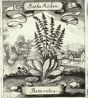 Picture 187 of 593 from Viridarium Reformatum, Seu Regnum Vegetabile, Das ist: Neu-eingerichtetes und Vollständiges Kräuter-Buch: Worinnen auff noch nicht geschehene Weise Derer Vegetabilien, als Kräutern, Sträuchen, Bäumen, Bluhmen und anderer Erd-Gewachsen Art, Krafft und Würckung dergestalt beschrieben werden, daß man dieses Werck statt einer Botanischen Bibliothec haben ... kan (1719), leaf 539