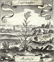 An illustration from Viridarium Reformatum, Seu Regnum Vegetabile, Das ist: Neu-eingerichtetes und Vollständiges Kräuter-Buch: Worinnen auff noch nicht geschehene Weise Derer Vegetabilien, als Kräutern, Sträuchen, Bäumen, Bluhmen und anderer Erd-Gewachsen Art, Krafft und Würckung dergestalt beschrieben werden, daß man dieses Werck statt einer Botanischen Bibliothec haben ... kan (1719)