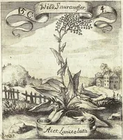 Picture 189 of 593 from Viridarium Reformatum, Seu Regnum Vegetabile, Das ist: Neu-eingerichtetes und Vollständiges Kräuter-Buch: Worinnen auff noch nicht geschehene Weise Derer Vegetabilien, als Kräutern, Sträuchen, Bäumen, Bluhmen und anderer Erd-Gewachsen Art, Krafft und Würckung dergestalt beschrieben werden, daß man dieses Werck statt einer Botanischen Bibliothec haben ... kan (1719), leaf 543
