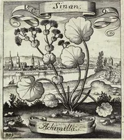 Picture 191 of 593 from Viridarium Reformatum, Seu Regnum Vegetabile, Das ist: Neu-eingerichtetes und Vollständiges Kräuter-Buch: Worinnen auff noch nicht geschehene Weise Derer Vegetabilien, als Kräutern, Sträuchen, Bäumen, Bluhmen und anderer Erd-Gewachsen Art, Krafft und Würckung dergestalt beschrieben werden, daß man dieses Werck statt einer Botanischen Bibliothec haben ... kan (1719), leaf 548