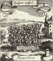 Picture 11 of 593 from Viridarium Reformatum, Seu Regnum Vegetabile, Das ist: Neu-eingerichtetes und Vollständiges Kräuter-Buch: Worinnen auff noch nicht geschehene Weise Derer Vegetabilien, als Kräutern, Sträuchen, Bäumen, Bluhmen und anderer Erd-Gewachsen Art, Krafft und Würckung dergestalt beschrieben werden, daß man dieses Werck statt einer Botanischen Bibliothec haben ... kan (1719), leaf 55