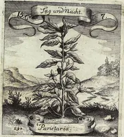 Picture 192 of 593 from Viridarium Reformatum, Seu Regnum Vegetabile, Das ist: Neu-eingerichtetes und Vollständiges Kräuter-Buch: Worinnen auff noch nicht geschehene Weise Derer Vegetabilien, als Kräutern, Sträuchen, Bäumen, Bluhmen und anderer Erd-Gewachsen Art, Krafft und Würckung dergestalt beschrieben werden, daß man dieses Werck statt einer Botanischen Bibliothec haben ... kan (1719), leaf 550
