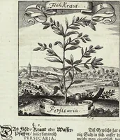 Picture 193 of 593 from Viridarium Reformatum, Seu Regnum Vegetabile, Das ist: Neu-eingerichtetes und Vollständiges Kräuter-Buch: Worinnen auff noch nicht geschehene Weise Derer Vegetabilien, als Kräutern, Sträuchen, Bäumen, Bluhmen und anderer Erd-Gewachsen Art, Krafft und Würckung dergestalt beschrieben werden, daß man dieses Werck statt einer Botanischen Bibliothec haben ... kan (1719), leaf 552