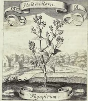Picture 194 of 593 from Viridarium Reformatum, Seu Regnum Vegetabile, Das ist: Neu-eingerichtetes und Vollständiges Kräuter-Buch: Worinnen auff noch nicht geschehene Weise Derer Vegetabilien, als Kräutern, Sträuchen, Bäumen, Bluhmen und anderer Erd-Gewachsen Art, Krafft und Würckung dergestalt beschrieben werden, daß man dieses Werck statt einer Botanischen Bibliothec haben ... kan (1719), leaf 556