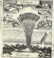 Picture 195 of 593 from Viridarium Reformatum, Seu Regnum Vegetabile, Das ist: Neu-eingerichtetes und Vollständiges Kräuter-Buch: Worinnen auff noch nicht geschehene Weise Derer Vegetabilien, als Kräutern, Sträuchen, Bäumen, Bluhmen und anderer Erd-Gewachsen Art, Krafft und Würckung dergestalt beschrieben werden, daß man dieses Werck statt einer Botanischen Bibliothec haben ... kan (1719), leaf 557