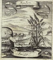 Picture 196 of 593 from Viridarium Reformatum, Seu Regnum Vegetabile, Das ist: Neu-eingerichtetes und Vollständiges Kräuter-Buch: Worinnen auff noch nicht geschehene Weise Derer Vegetabilien, als Kräutern, Sträuchen, Bäumen, Bluhmen und anderer Erd-Gewachsen Art, Krafft und Würckung dergestalt beschrieben werden, daß man dieses Werck statt einer Botanischen Bibliothec haben ... kan (1719), leaf 560