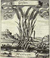 Picture 197 of 593 from Viridarium Reformatum, Seu Regnum Vegetabile, Das ist: Neu-eingerichtetes und Vollständiges Kräuter-Buch: Worinnen auff noch nicht geschehene Weise Derer Vegetabilien, als Kräutern, Sträuchen, Bäumen, Bluhmen und anderer Erd-Gewachsen Art, Krafft und Würckung dergestalt beschrieben werden, daß man dieses Werck statt einer Botanischen Bibliothec haben ... kan (1719), leaf 563