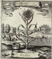 Picture 198 of 593 from Viridarium Reformatum, Seu Regnum Vegetabile, Das ist: Neu-eingerichtetes und Vollständiges Kräuter-Buch: Worinnen auff noch nicht geschehene Weise Derer Vegetabilien, als Kräutern, Sträuchen, Bäumen, Bluhmen und anderer Erd-Gewachsen Art, Krafft und Würckung dergestalt beschrieben werden, daß man dieses Werck statt einer Botanischen Bibliothec haben ... kan (1719), leaf 566